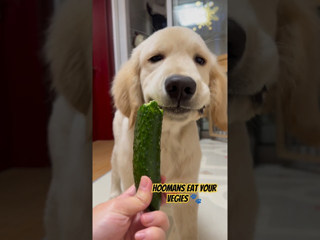 Cute golden retriever puppy🐾