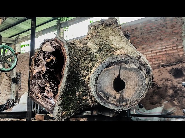 Tragic Process ! Trembesi Wood Has Natural Holes When Processed at Australian Sawmill