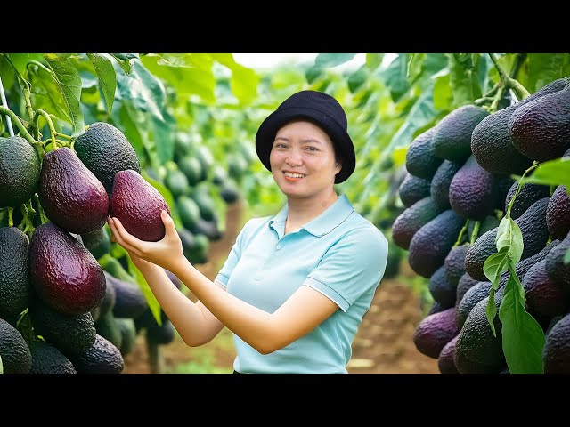 Harvesting Gaint Avocado Goes to the Market to Sell | Harvesting Fruits and Vegetables