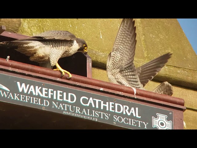 The 2018 Wakefield Peregrine Chicks