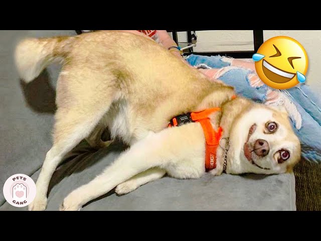 Stupid Dogs Can Raise Your Mood #5 🤣 FUNNY DOGS Videos | Pets Gang