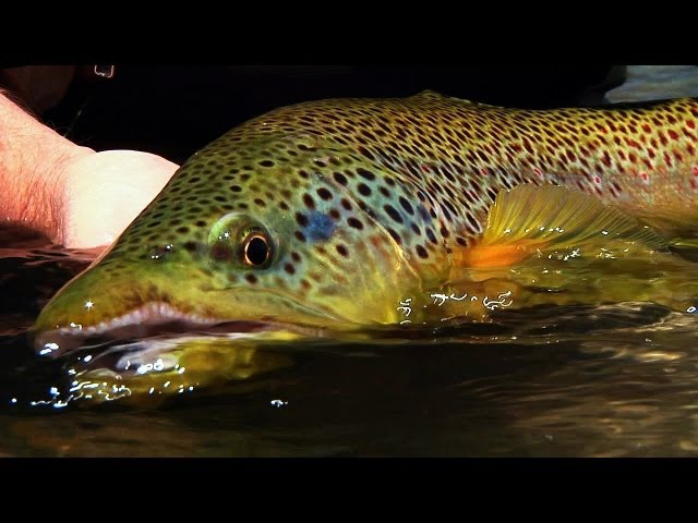 Montana Spring Creek  - by Todd Moen