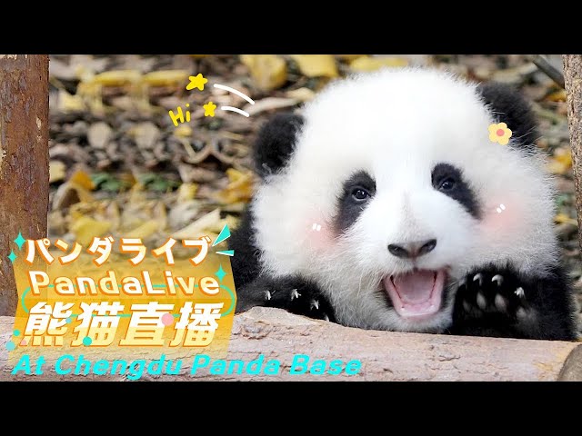 Panda 24/7 HD Live At Chengdu Panda Base