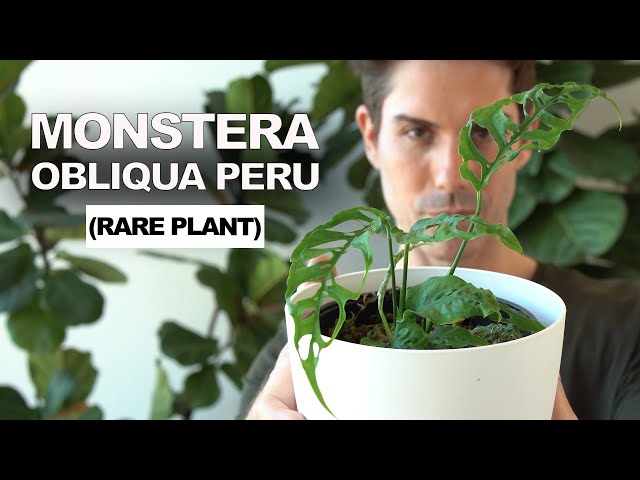 Monstera OBLIQUA PERU, cuidados  y experiencia (rareplants)