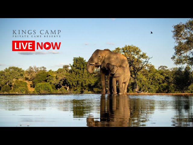 Kings Camp | Live Wildlife Stream – OFFLINE FOR RENOVATIONS