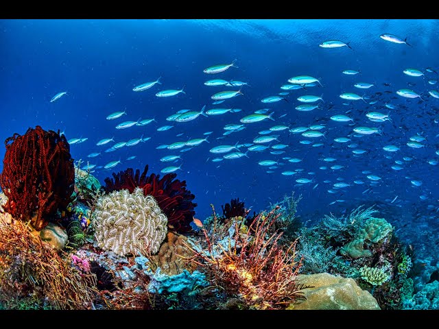 4K Colorful Aquarium Beautiful Fish & Relaxing Music | Mind Relaxation