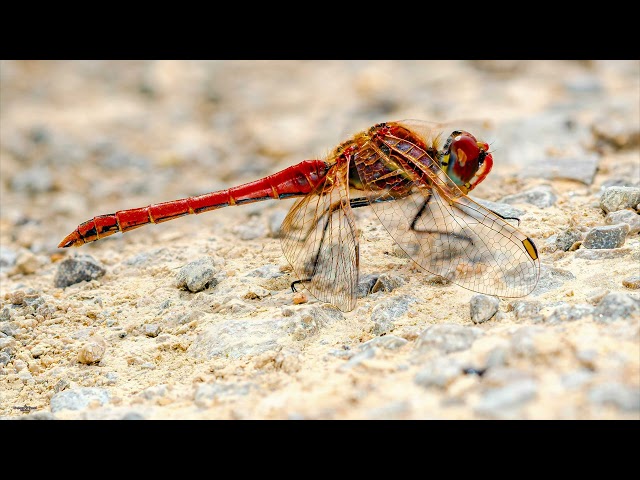 Sympetrum sanguineum Dragonfly Focus stacking Raws to the final result, no tutorial! 4k HDR