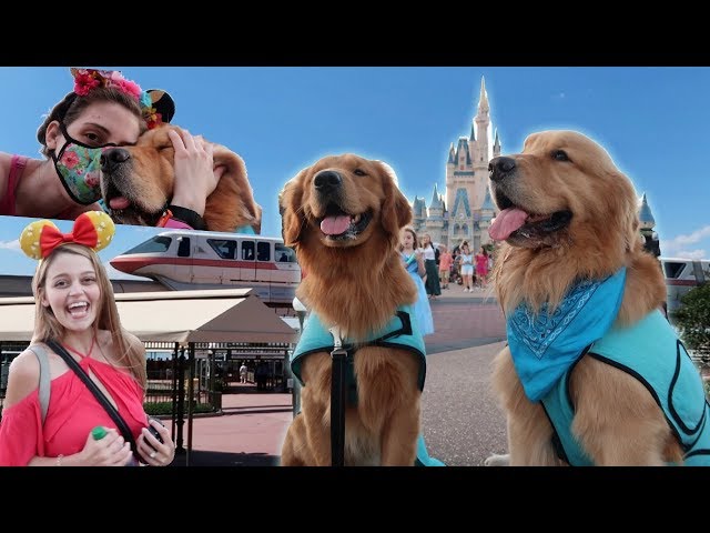 double service doggin' Disney World for 18 hours