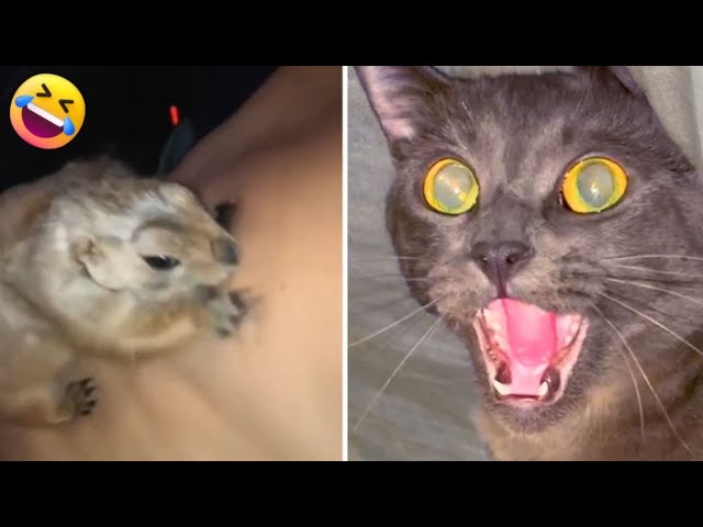 Funny Dogs And Cats Videos 2023🤣😹 Funny Animals😉 Wholesome Moments #3