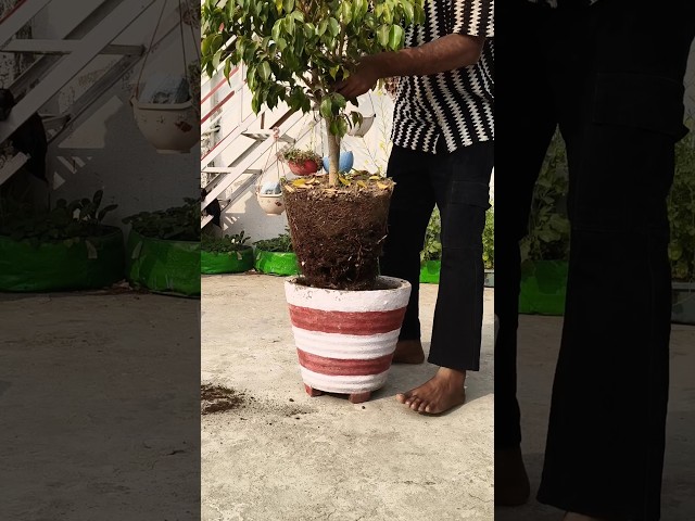 Chaliye kuch alag krte hai #gardening #homegardening #garden #plantslover #gardendecor #shorts