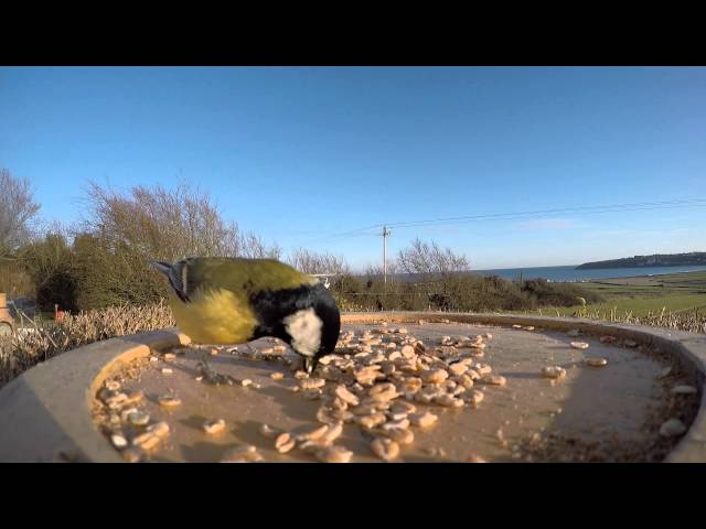 Bird Watching in Ardmore