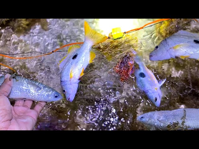 BERBURU DI MALAM HARI BANYAK IKAN DI PULAU INI‼️