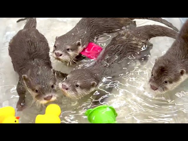 Four baby otters challenge their first swim!