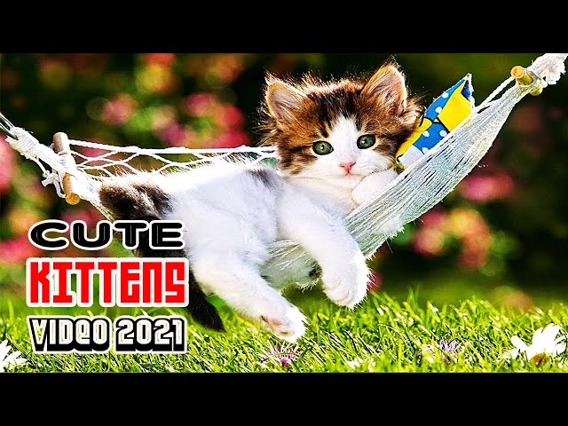 CUTE KITTEN VIDEO COMPILATION (2021) | Yt Pets