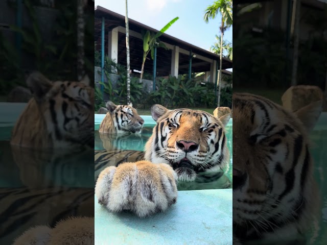 Tiger Duo Takes a Swim!