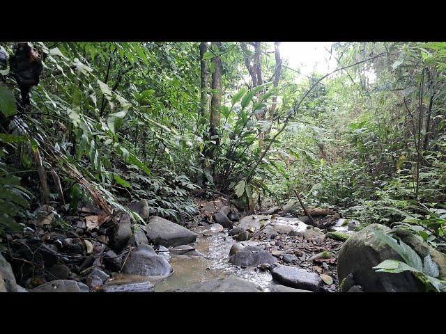 Soft Water Sounds-Relaxing Nature Sound,Forest Sound,Stream Sound,Nature Video,Meditation.