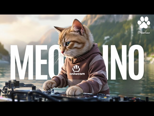 Cute Cat Meowlino Driving Adventure | Funny Cat DJ Music Playlist 😺