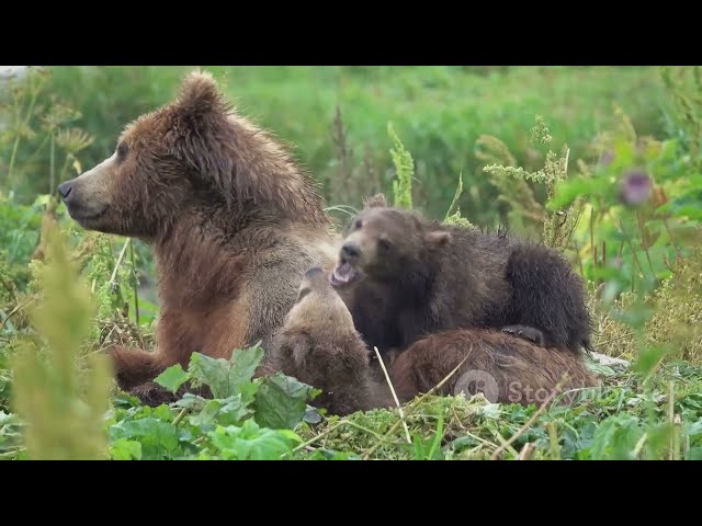 Grizzly Bear VS. Polar Bear: Which Strong Beast Prevails? #bear #wildlife