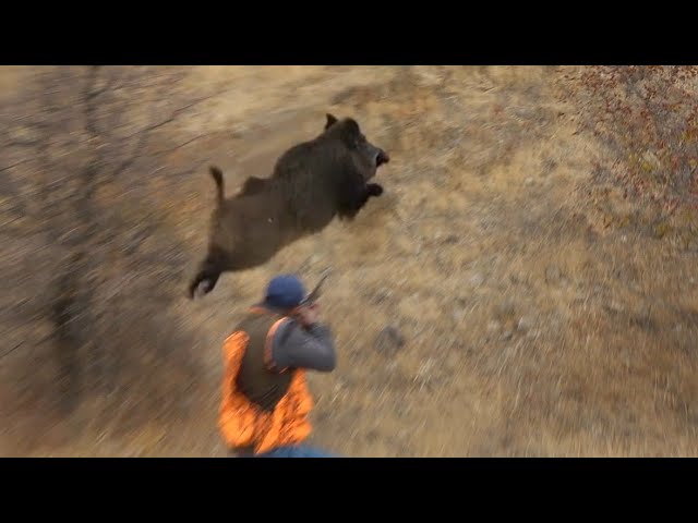 Aksiyon Dolu Muhteşem Domuz Avları / Action-Packed Wild Boar Hunt