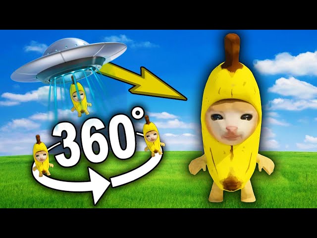 Banana Cat 360-Degree Finding Challenge