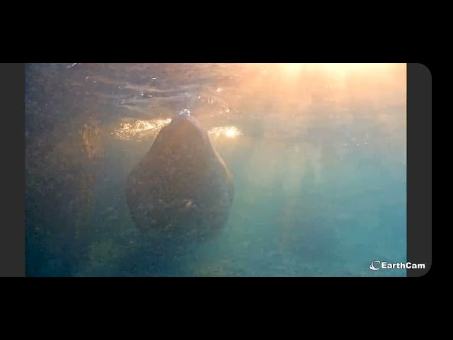 underwater manatee cam from earthcam live Dec.09,2024