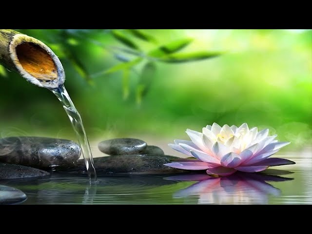 No Ads Relaxing Music For Sleeping ~Deep sleep music, Calming for sleep Stress relief, Meditation...