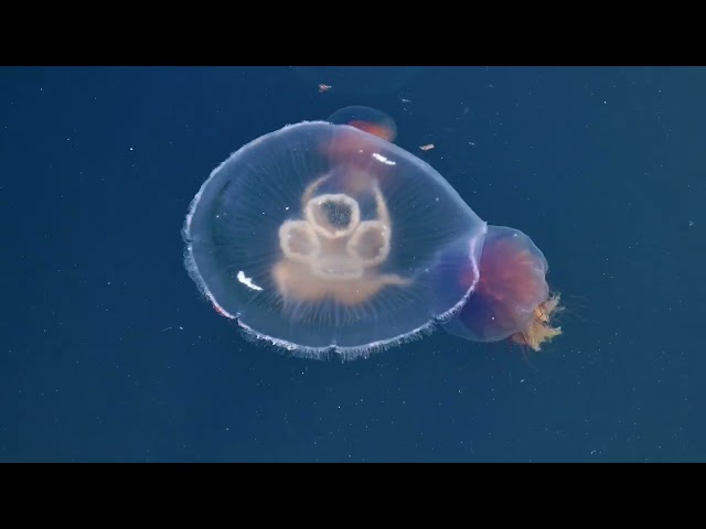 jellyfish in Prince Edward Island加拿大爱德华王子岛的水母