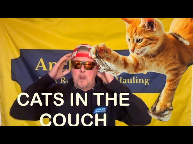 The Cats in the Couch!!!