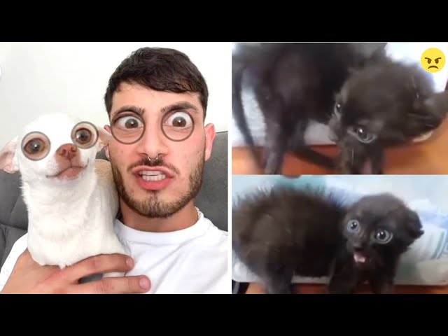 Funniest Cats And Dogs  Best Funny Animal Videos 🤣😂#8