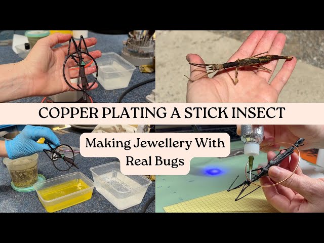 How I electroform a stick insect - Making bug jewellery using copper