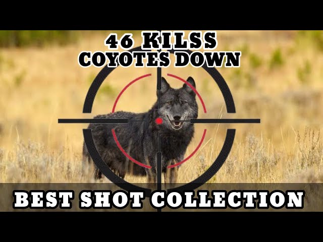 46 Killss Coyote Pest Control With Deadly Caliber