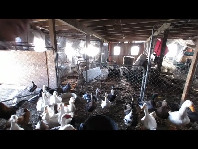 VR inside our barn with ducks and chickens