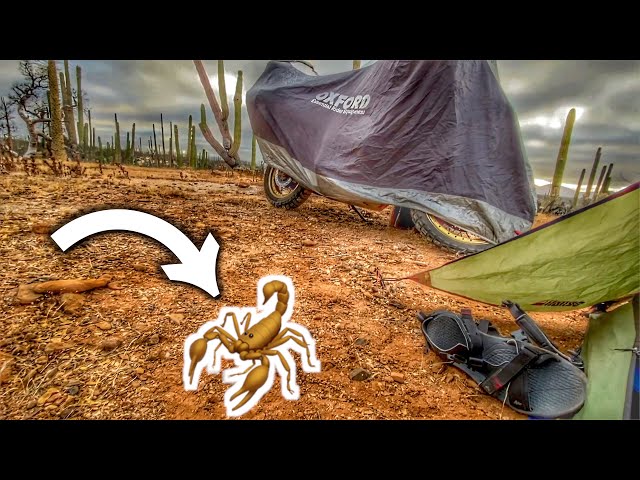 DEADLY SCORPION in Our Camp! (Circumnavigating the Globe by Motorcycle) 🇲🇽 [S4-E33]