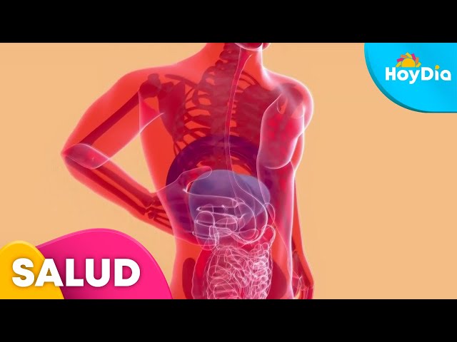 ¿Cuáles son los síntomas del hígado graso? Médico lo explica | Hoy Día | Telemundo