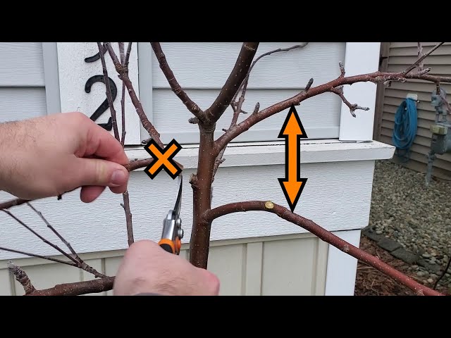 How To Prune 3 Year Old Apple Trees | Modified Central Leader