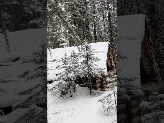 ANOTHER OLD CABIN FOUND IN THE WOODS! #logcabin #logcabins #abandoned #abandonedplaces