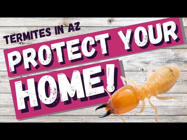 Termites in Arizona  | 10 Tips to Protect your Home!