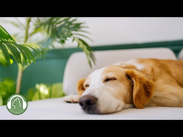 Relaxing music for dogs🐶Stress Relief Music,Relaxation Music🎵Dog's Favorite Music.