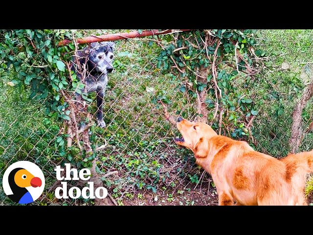 Golden Retriever Destroys Hedge Fence To Befriend New Neighbor | The Dodo