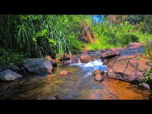 Nature Sounds in Deep Forest, Sound of Stream, White Noise for Relaxation,sleeping,focus and study