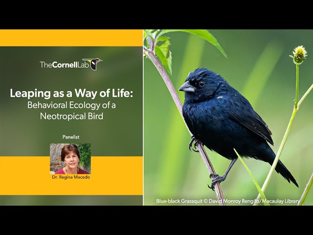 Leaping as a Way of Life: Behavioral Ecology of a Neotropical Bird