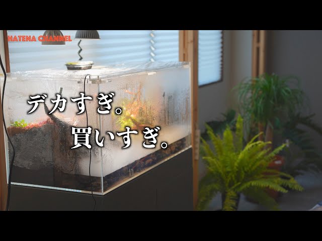 【散財】全品半額の闇。水槽部屋に合う観葉植物を求めて大阪総合園芸センターに行ってきた。