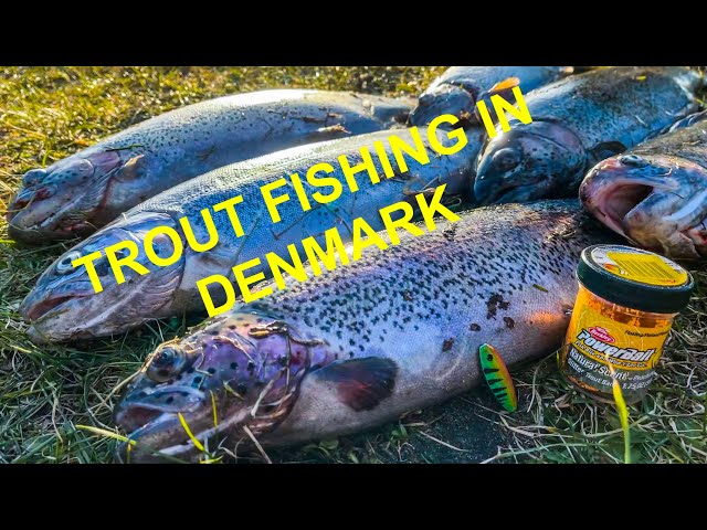 TROUT FISHING in Denmark