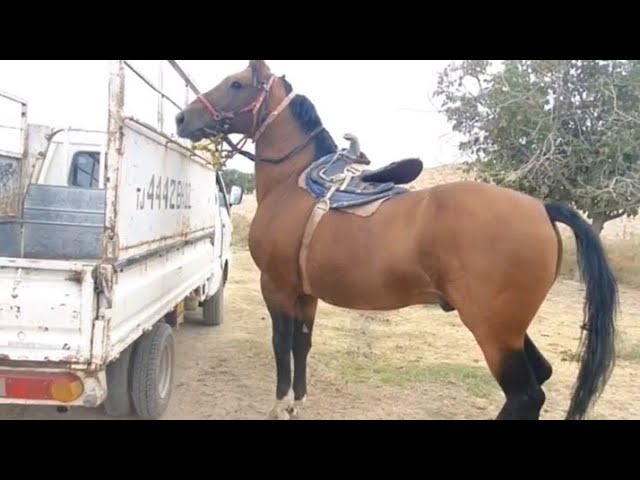 ENJOY REAL LIFE HORSES AND PERSONAL VLOGS SUBSCRIBE TO MY CHANNEL AND TELL OTHERS  @FALCON_UZ