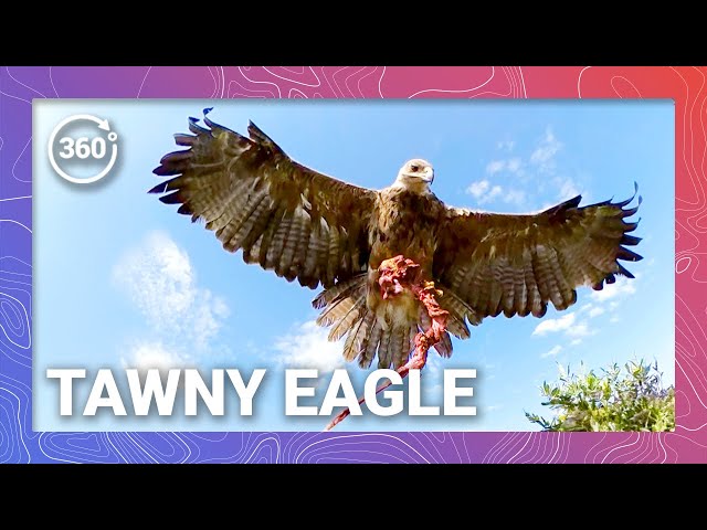 Tawny Eagle Food Delivery Service