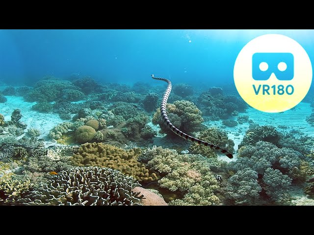 VR180 Virtual Dive with Sea Snake, Clown Fish, Coral Reef | 5mins | 3D 5.7K Oculus VR