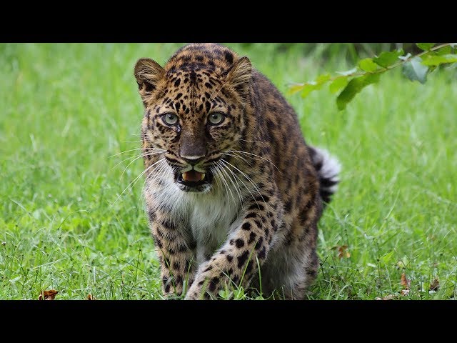 Rarest Big Cat On Earth In 360!