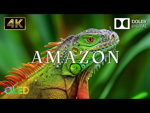 Amazon 4K - Fantastic Views of the World’s Largest Rainforest | 4K Dolby Vision | 4K HDR 60fps