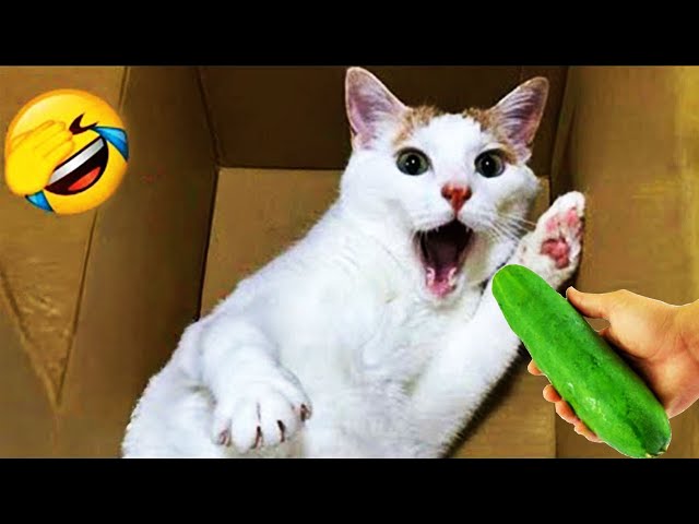 CLASSIC Dog and Cat Videos😁1 HOURS of FUNNY Clips😹🤣🤣