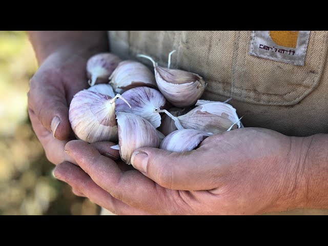 PLANTING GARLIC in a northern climate. FULL INSTRUCTIONS